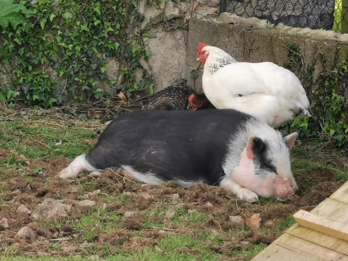 Bed and Breakfast Au Domaine De Gigie Chervettes Esterno foto